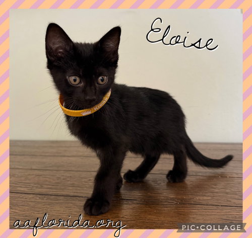 Eloise