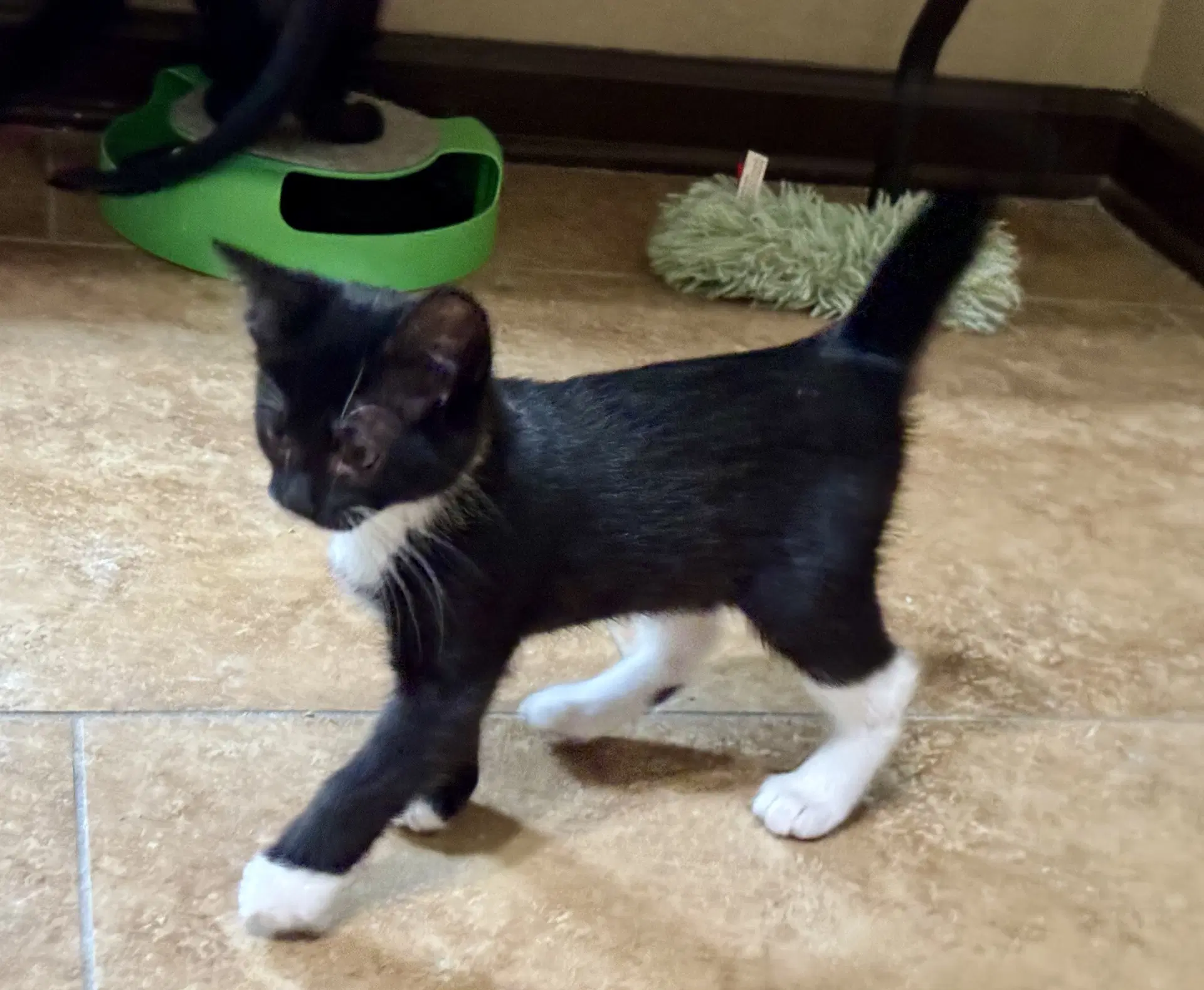 Lacey - Domestic Short Hair