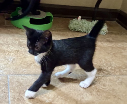 Lacey, an adoptable Domestic Short Hair in Pensacola, FL