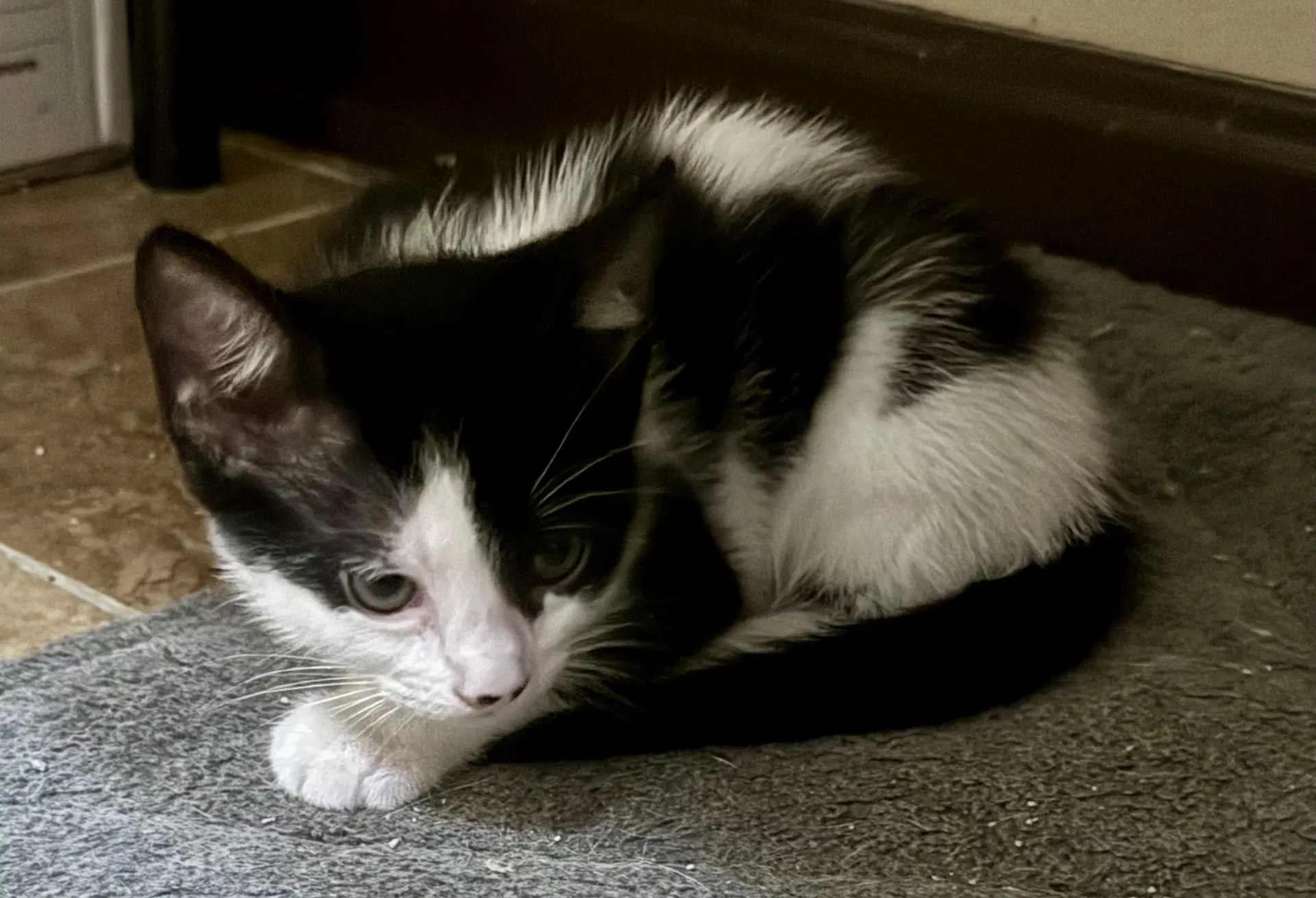 Laney - Domestic Short Hair