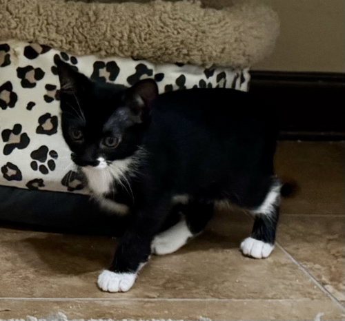 Laley, an adoptable Domestic Short Hair in Pensacola, FL