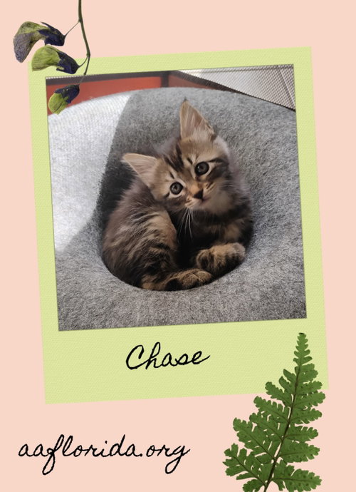 Chase