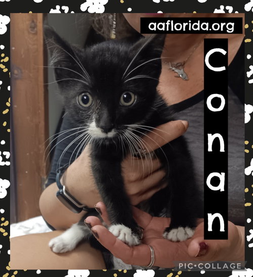 Conan, an adoptable Tuxedo in Pensacola, FL
