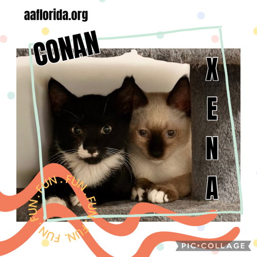 Conan photo 2