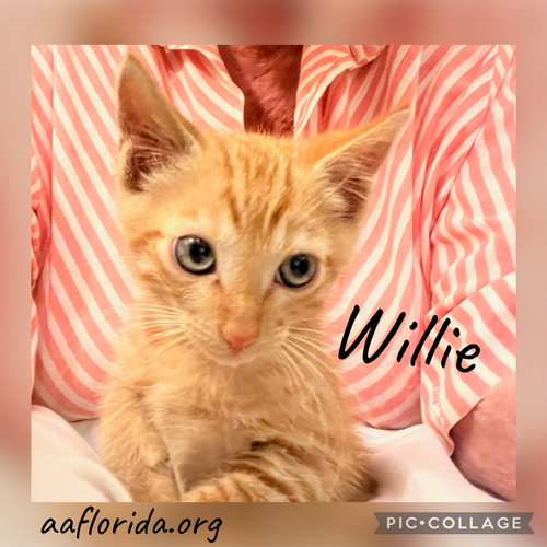 Willie