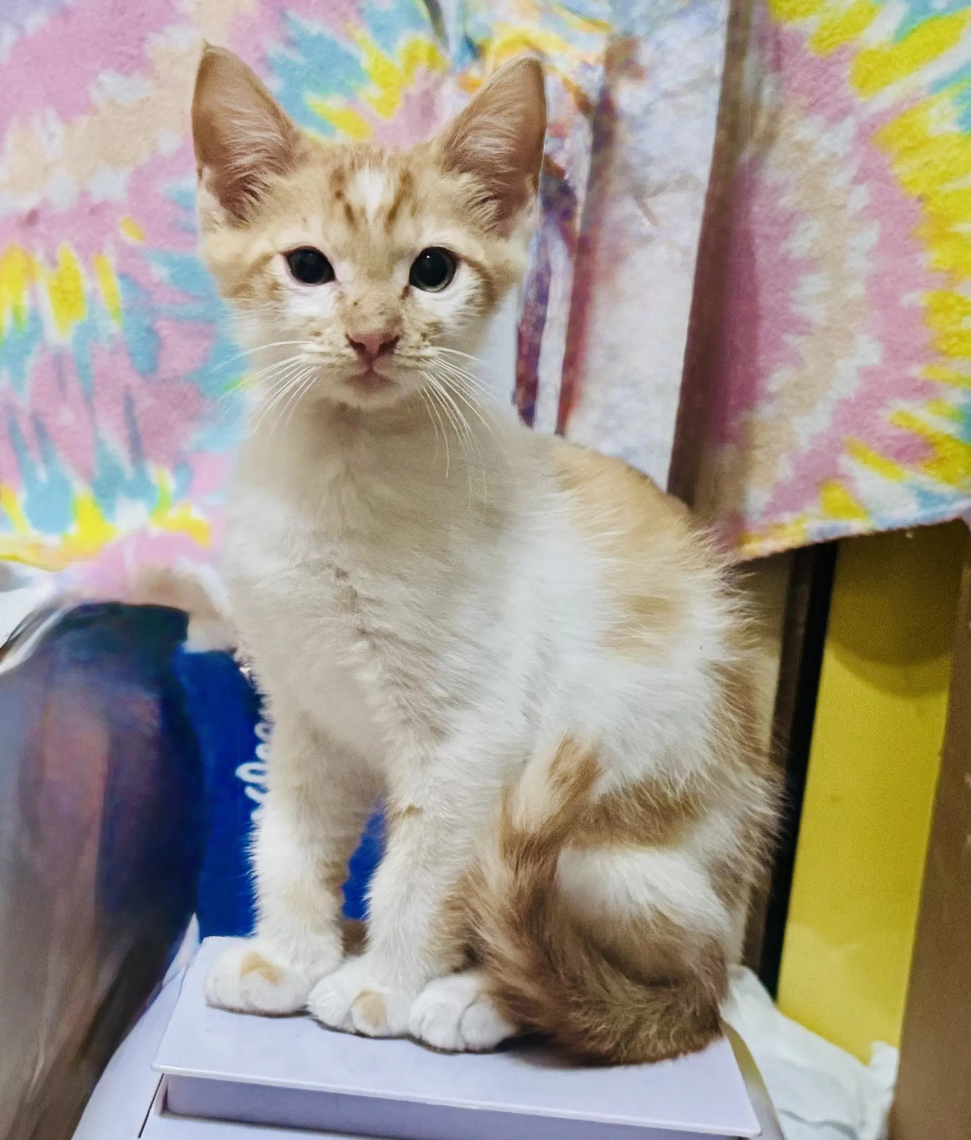 Dobby - Calico