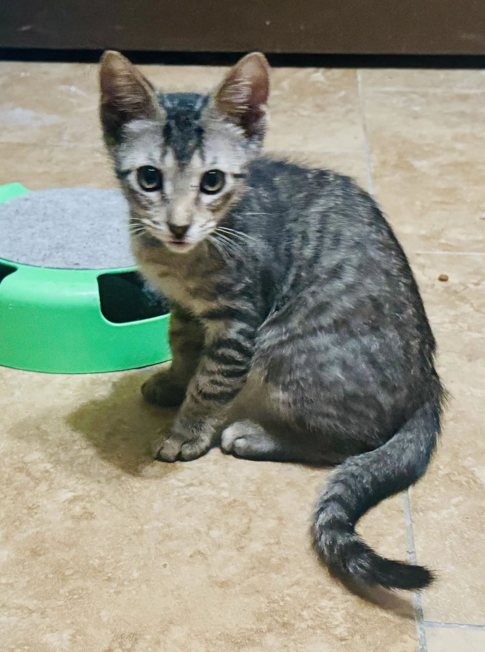 Dylan - Calico