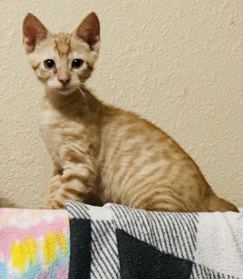 Dixon