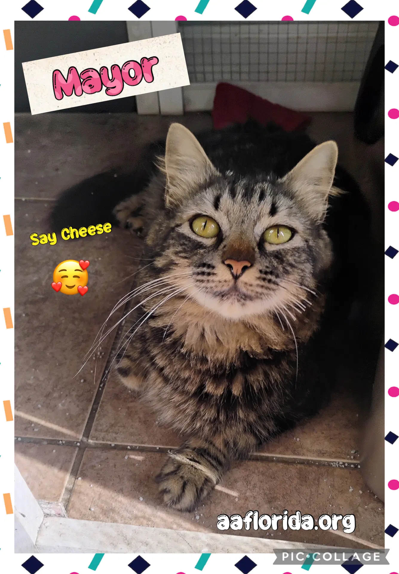 Mayor - Domestic Medium Hair
