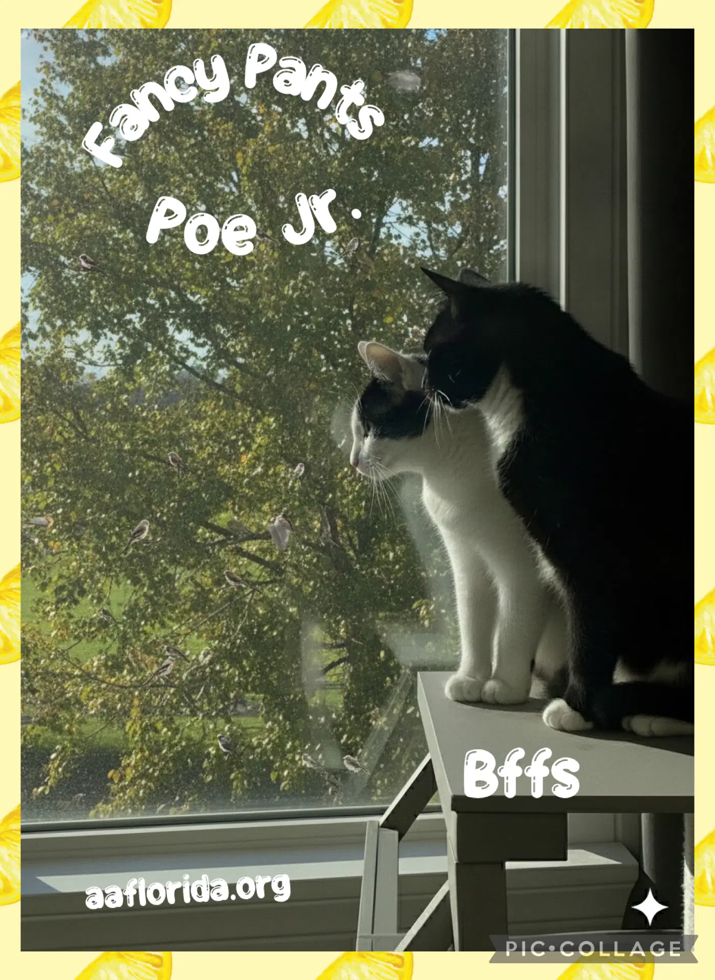 Fancy Pants  Poe Jr image 2