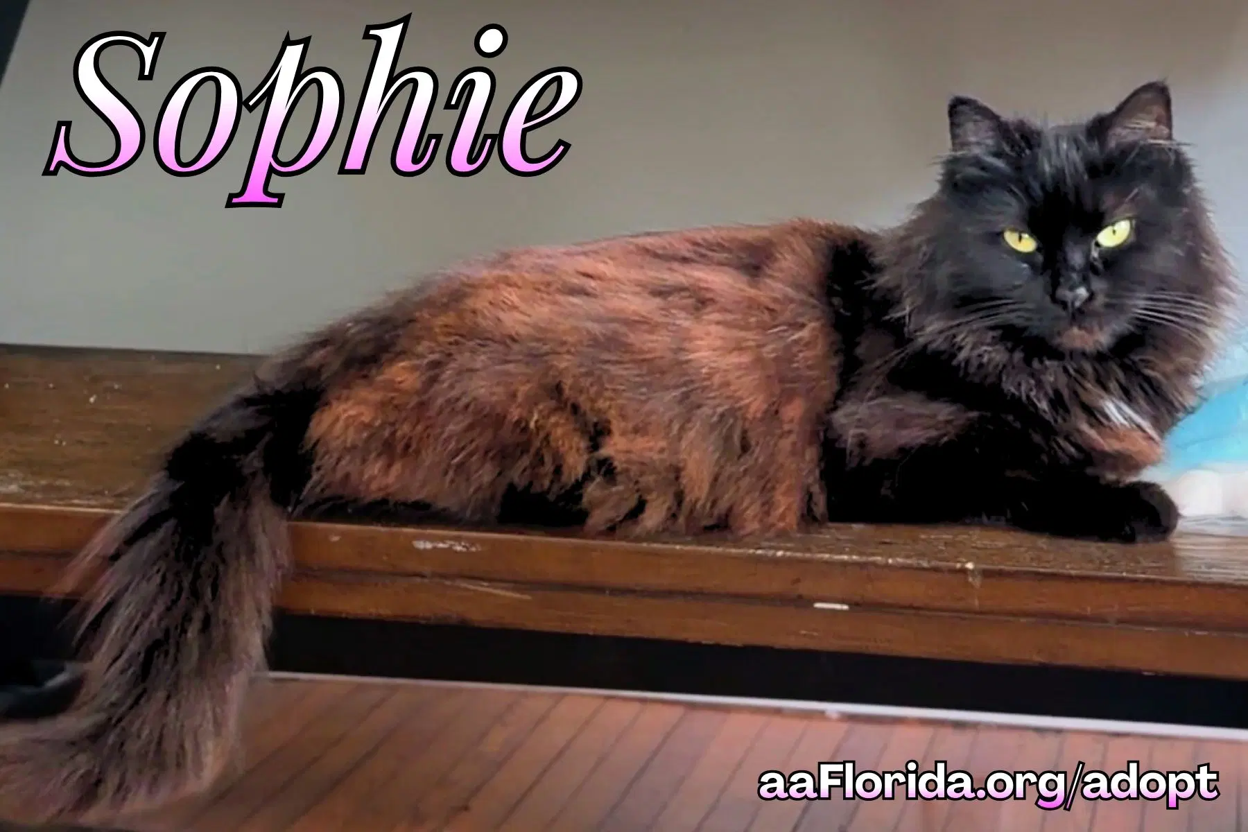 Sophie - Domestic Long Hair
