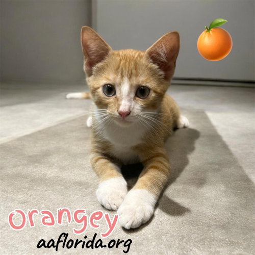 Orangey