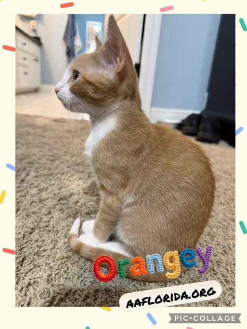 Orangey photo 2