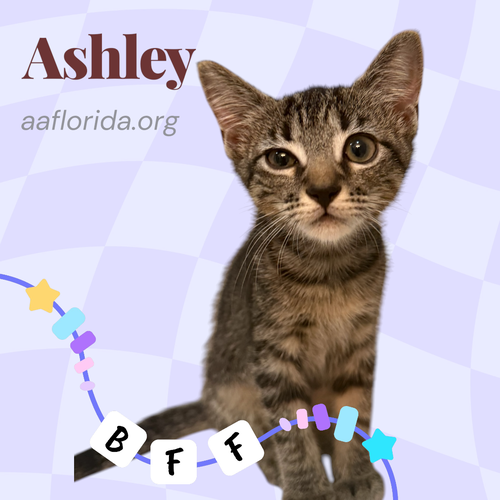 Ashley photo 2