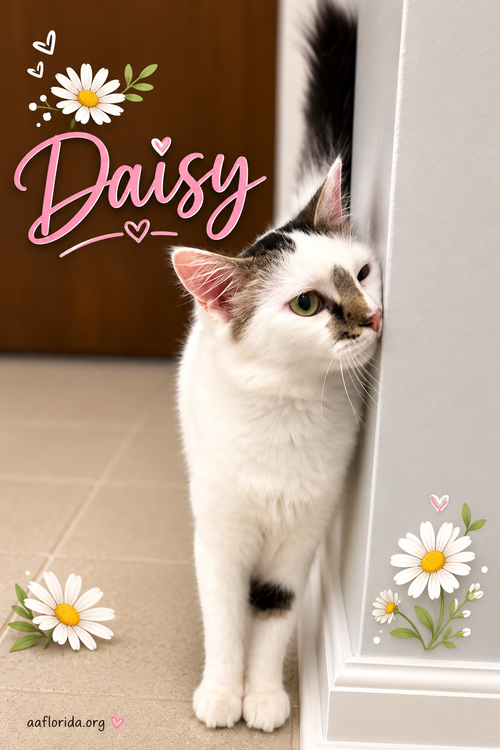 Daisy