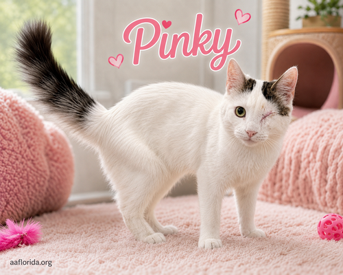 picture of the cat needing adoption