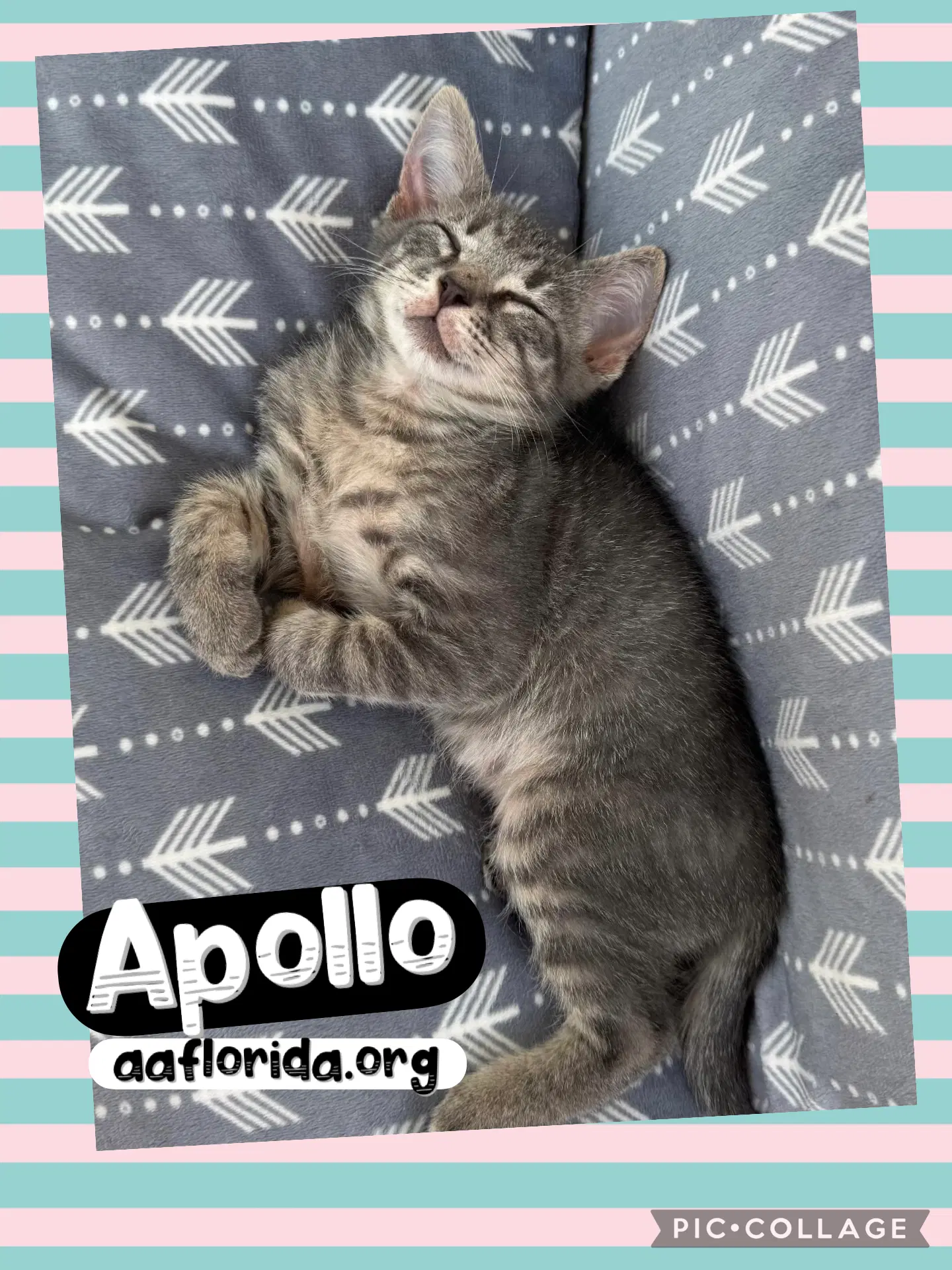 Apollo - Tabby