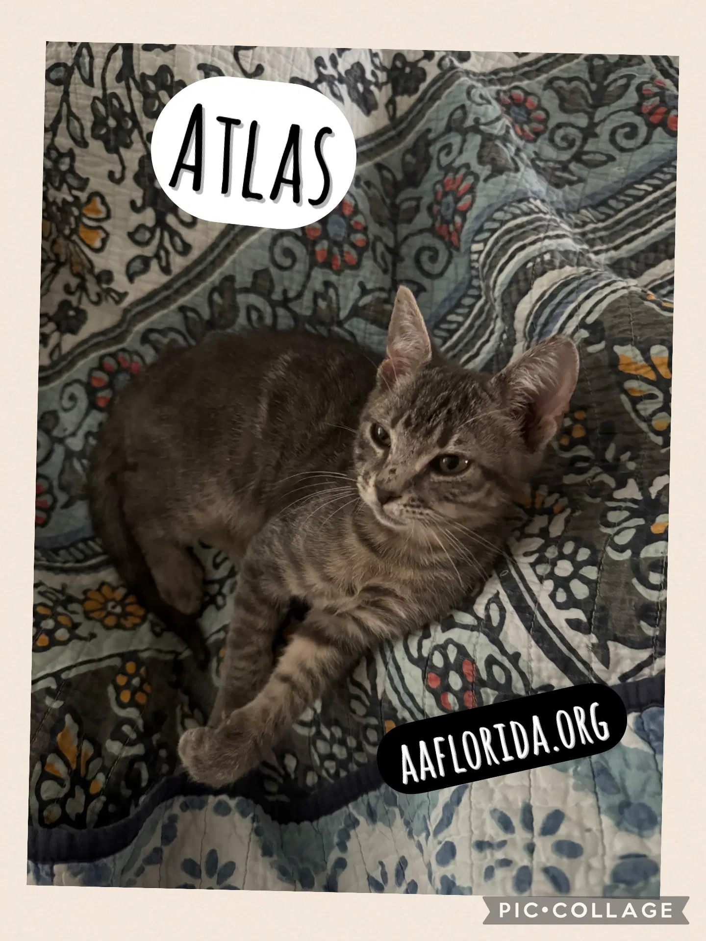 Atlas - Tabby