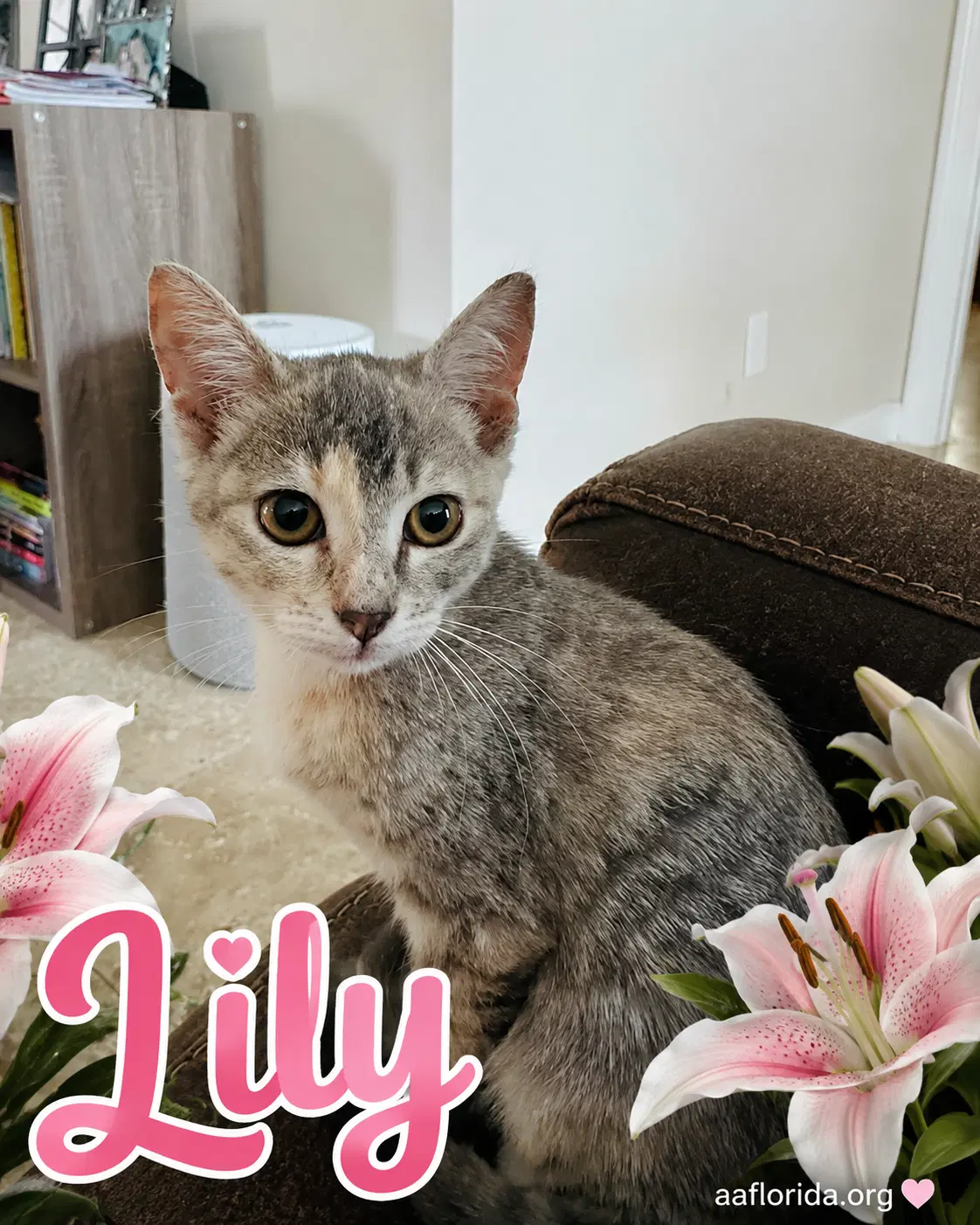 Lily - Calico