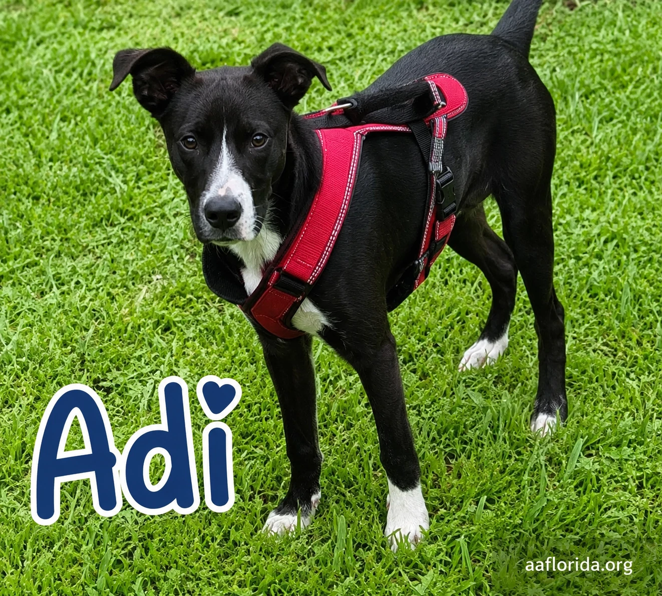 Adi Adidas