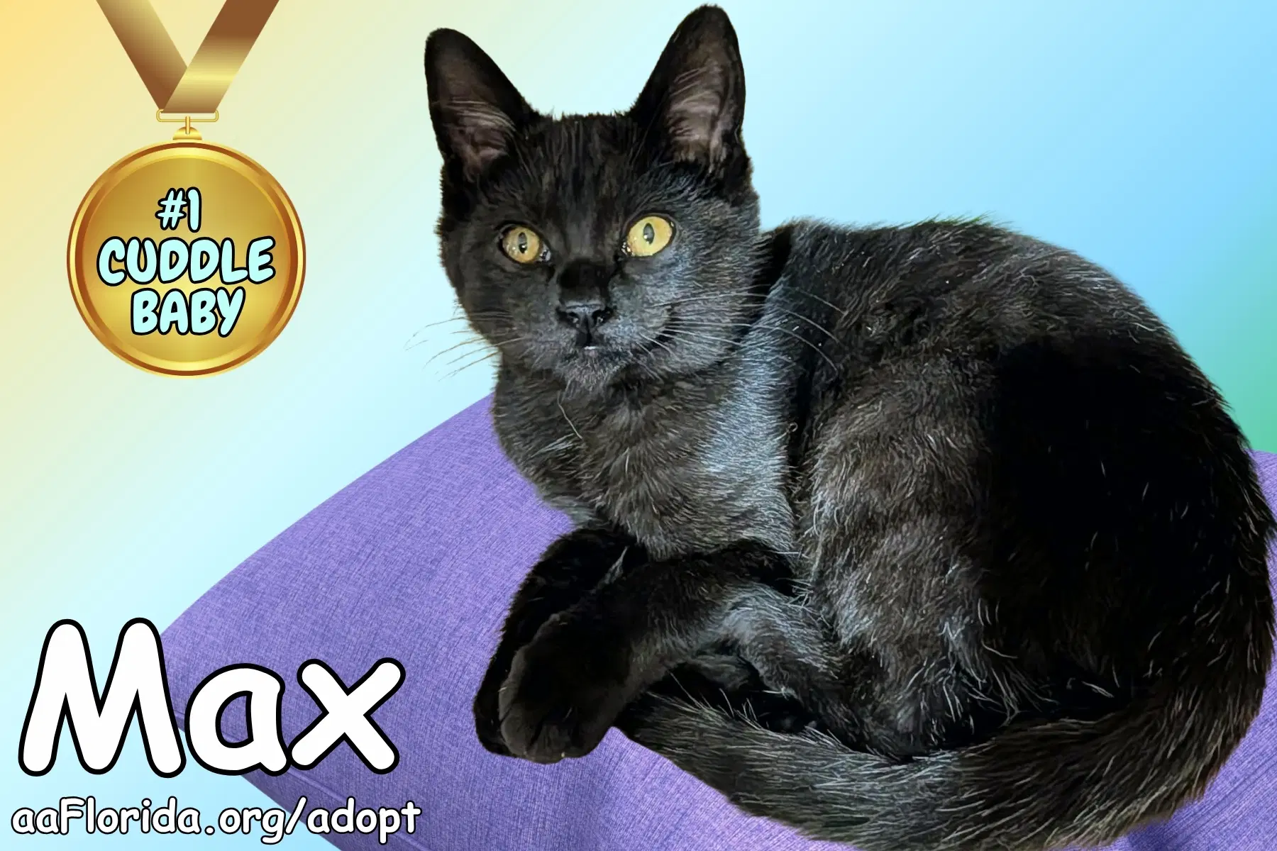 Max - Domestic Short Hair