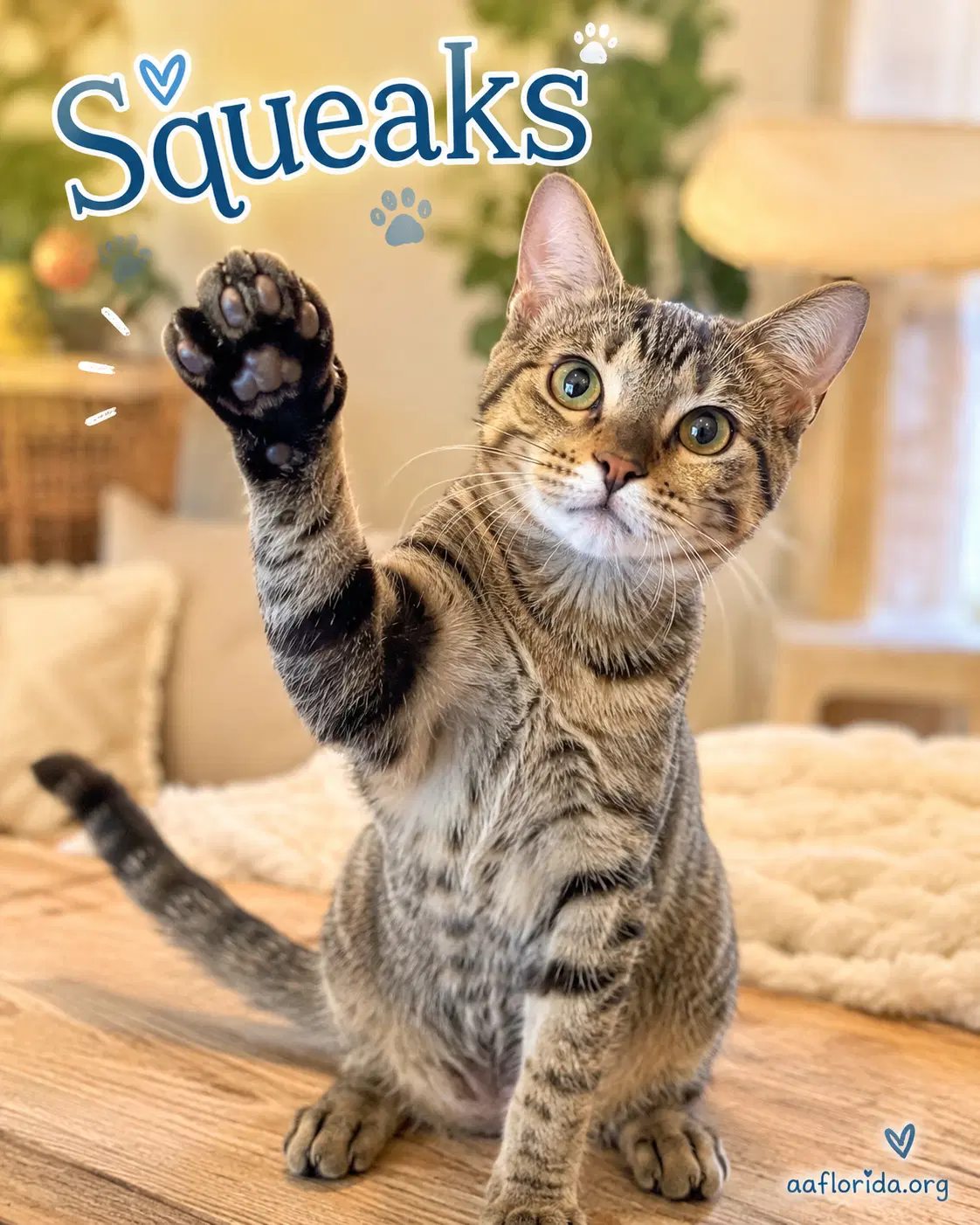 Squeaks - Tabby