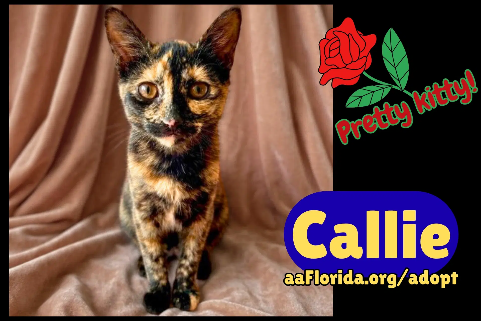 Callie - Domestic Medium Hair