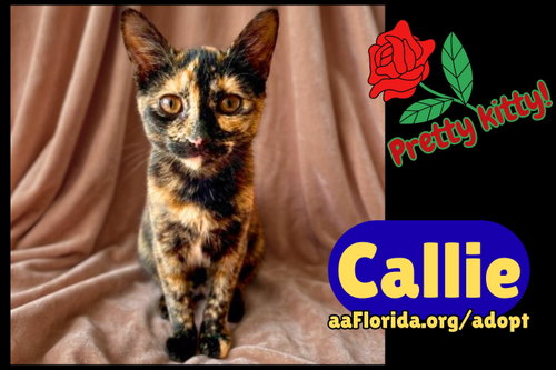 Callie
