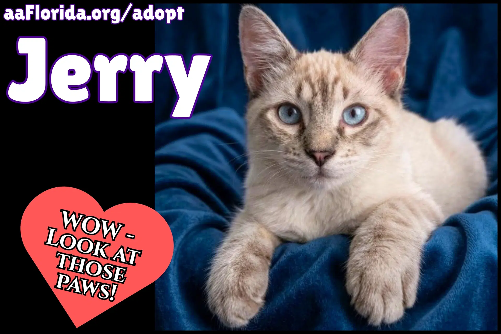 Jerry - Siamese