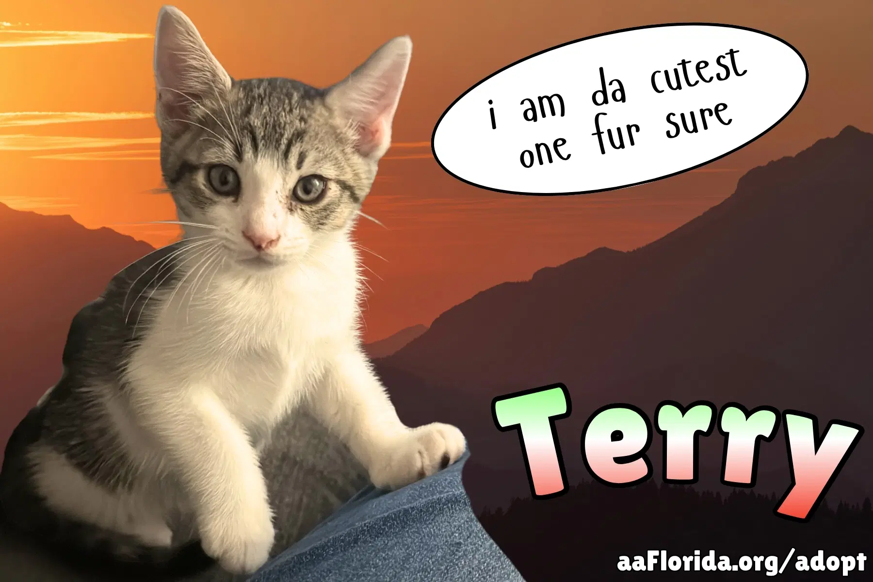 Terry - Tabby