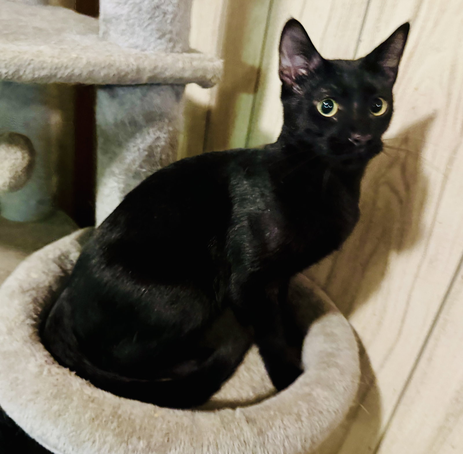 Dow, Domestic Short Hair