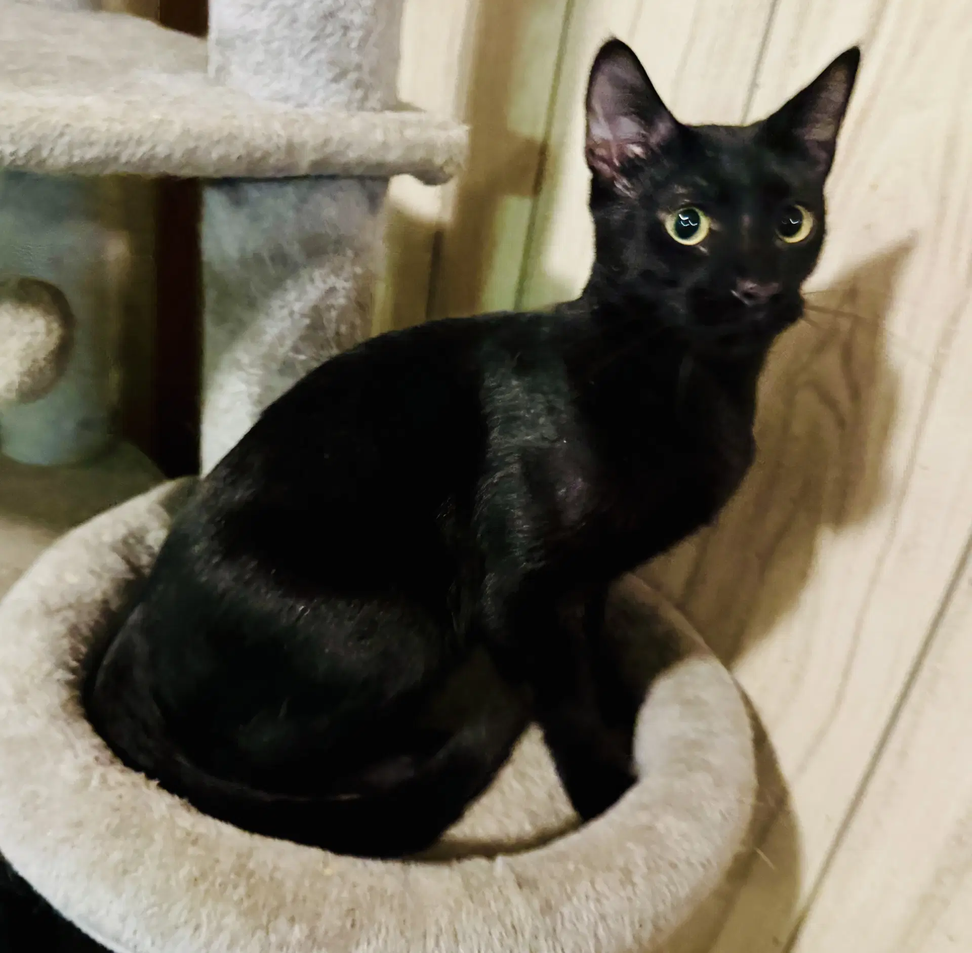 Dow - Domestic Short Hair