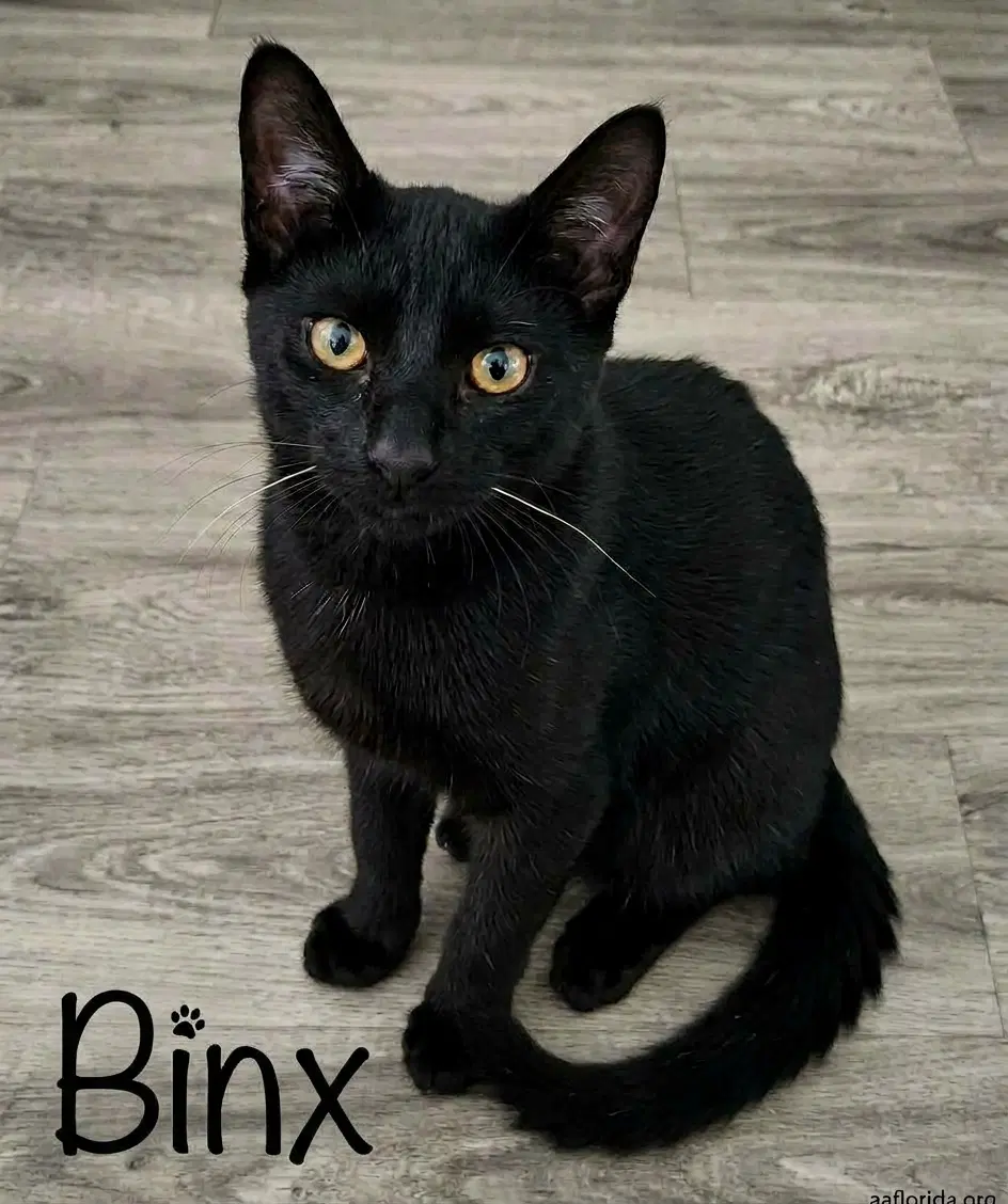 Binx - Domestic Short Hair