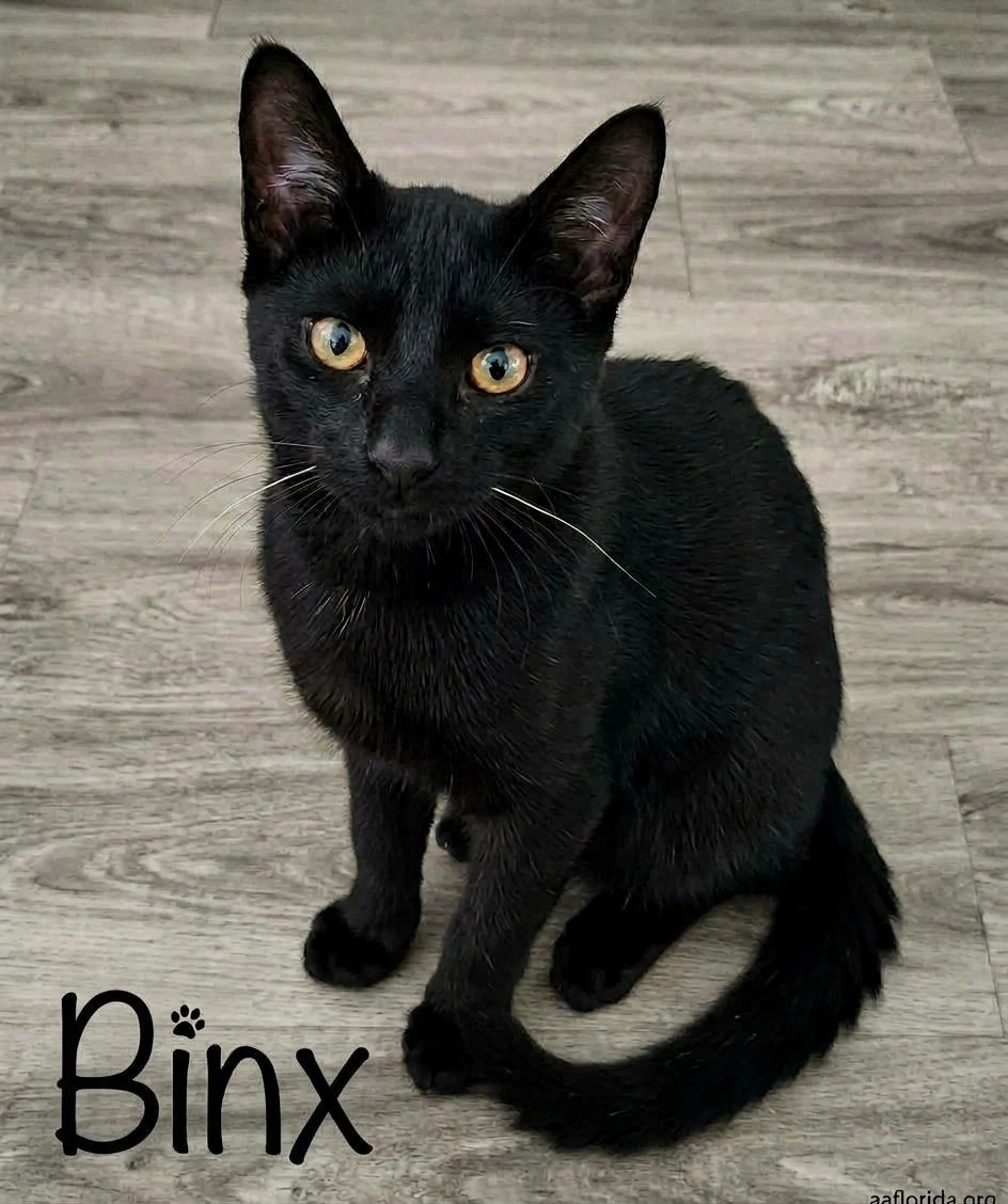 Binx