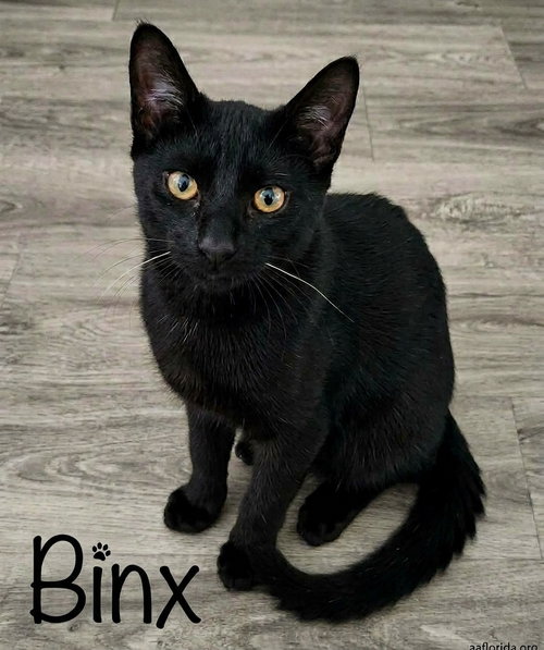 Binx, a cat for adoption from Animal Allies Florida