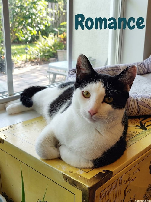 Romance, a cat for adoption from Animal Allies Florida