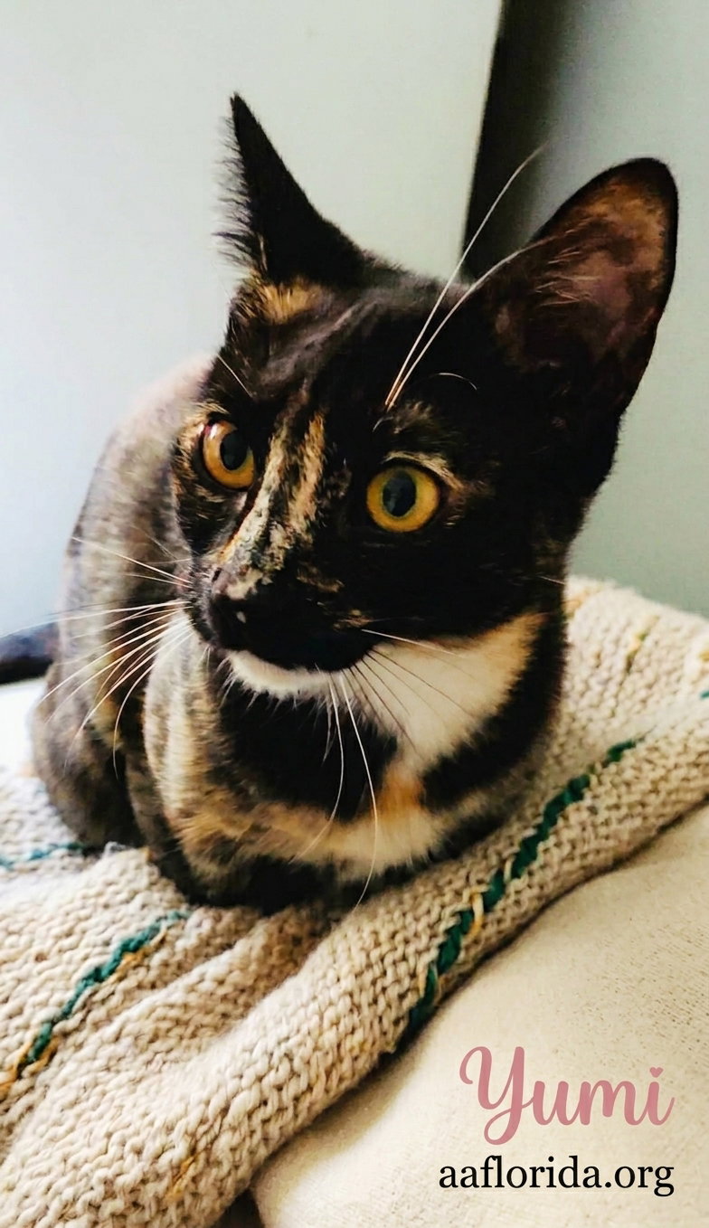 Yumi