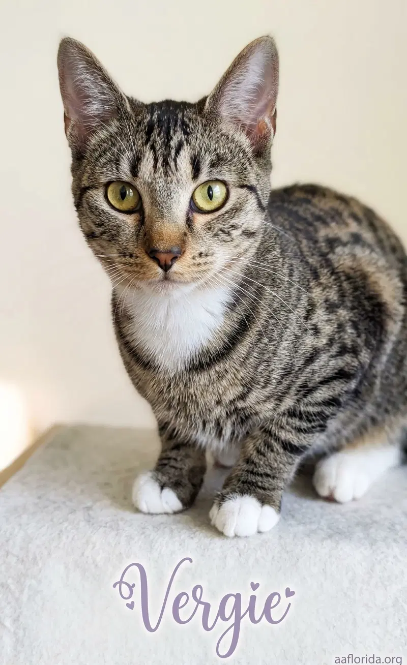 Vergie - Tabby