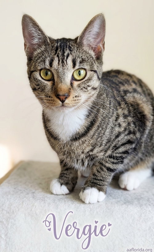Vergie, a cat for adoption from Animal Allies Florida