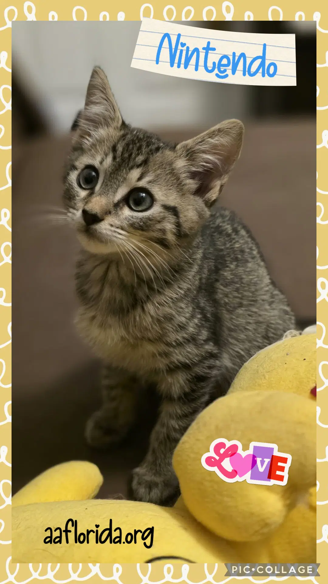 Nintendo - Domestic Short Hair