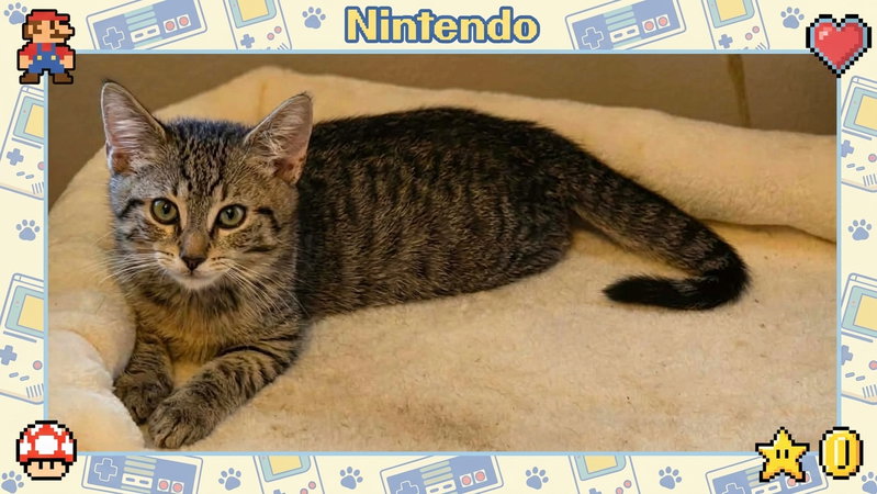 Nintendo, photo 2