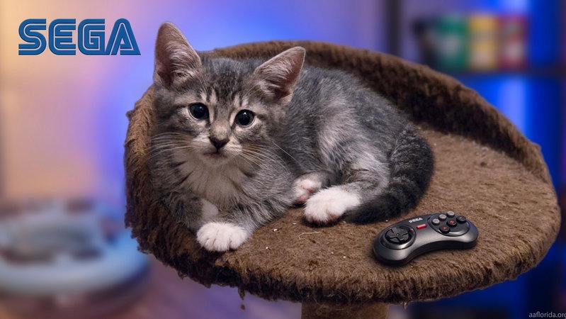 Sega, photo 3