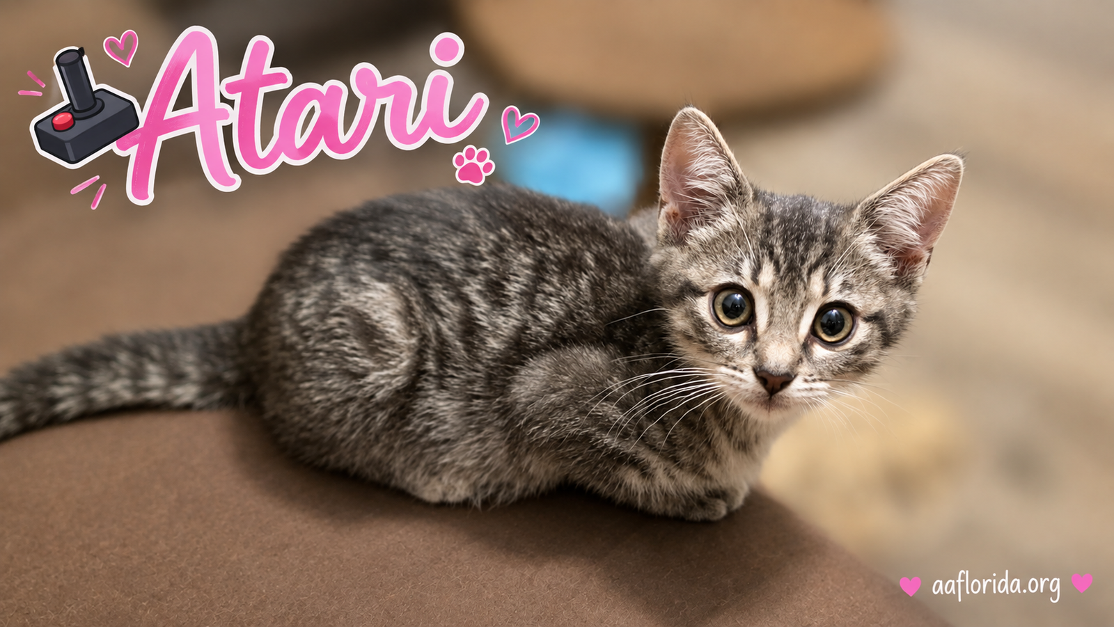 Atari, photo 3