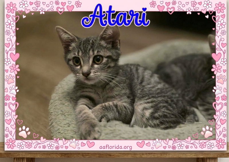 Atari, photo 2