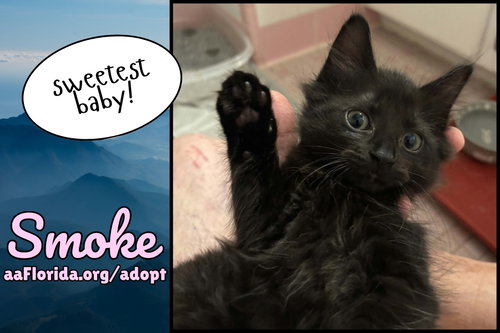 Smoke, a cat for adoption from Animal Allies Florida
