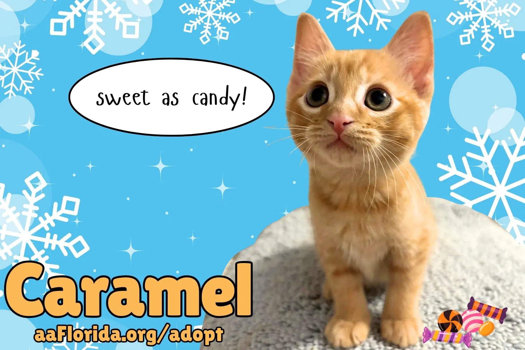 Caramel - Domestic Short Hair
