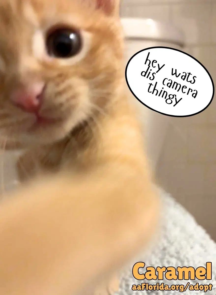 Caramel image 2