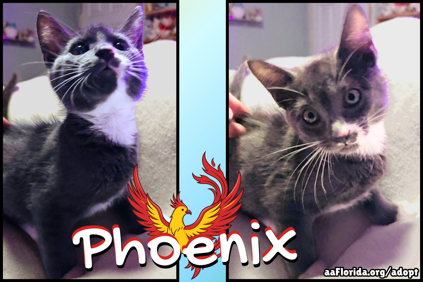 Phoenix