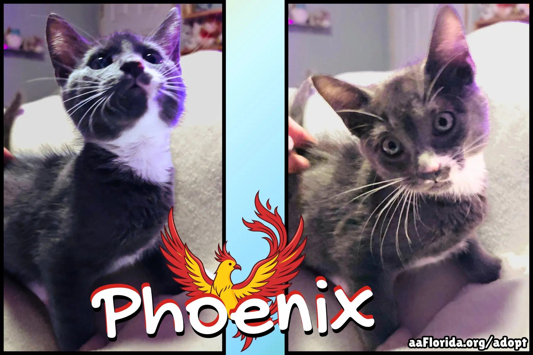 Phoenix - Domestic Short Hair