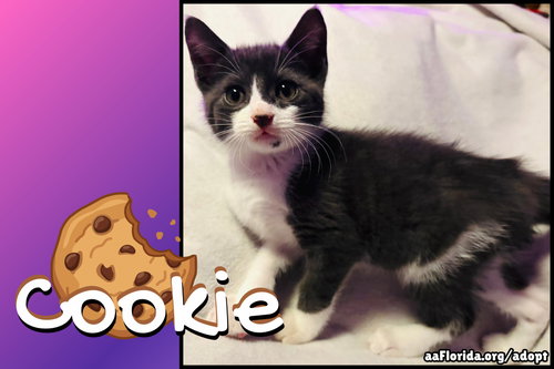 Cookie